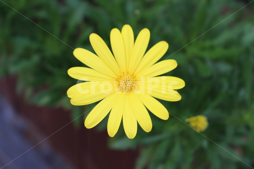 꽃,봄,노랑색,flower,spring,yellow,야외,봄,계절,spring,season,식물,자연,plants,nature,꽃,flower,plant,blossom,daisy,데이지,daisies