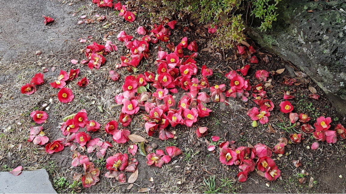 동백,꽃,동백꽃,봄,겨울,flower,식물,자연,plants,nature,꽃,flower
