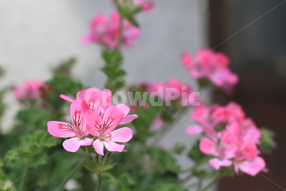 꽃,자연,풍경,매크로,근접,식물,자연,plants,nature,꽃,flower