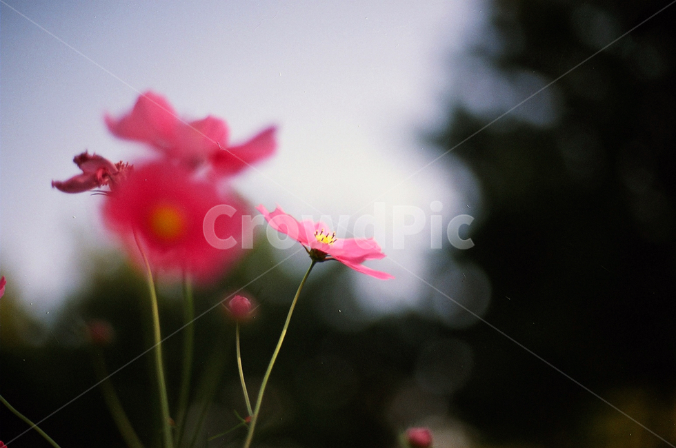 꽃,빨간꽃,분홍꽃,코스모스,가을,가을하늘,가을감성,가을,계절,fall,autumn,season,식물,자연,plants,nature,꽃,flower,plant,geranium,제라늄,blossom,petal,꽃잎