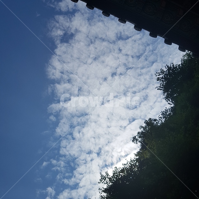 nature,자연,나무,날씨,tree,weather,하늘,sky,cloud,구름,자연,풍경,nature,landscape,outdoors,옥외