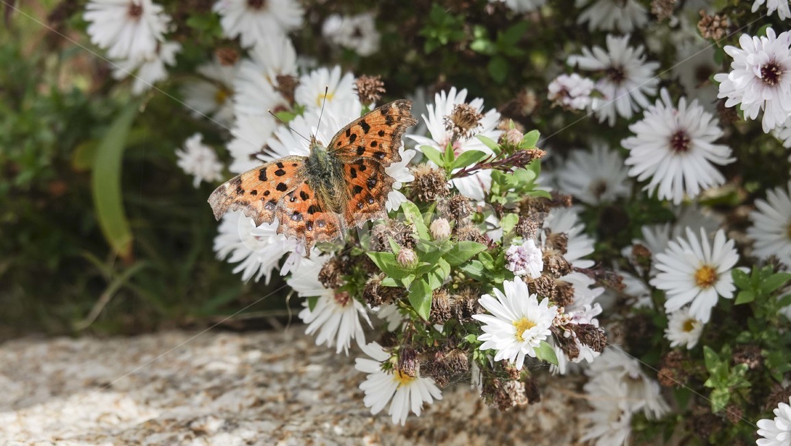 나비,곤충,꽃,동물,자연,식물,자연,plants,nature,꽃,flower,동물,animal,곤충,벌레,insect,bug