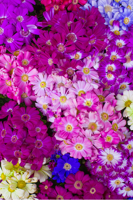 꽃,꽃사진,식물,자연,봄,분홍,식물,자연,plants,nature,꽃,flower