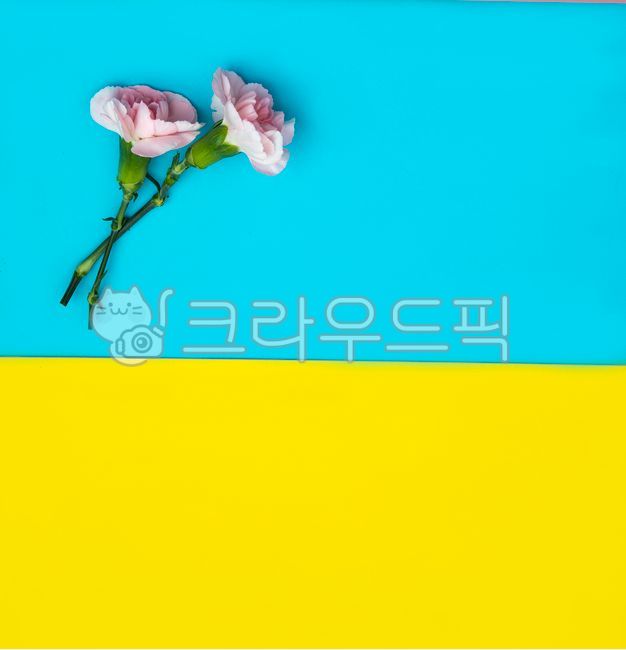 Mothers Day Flowers,carnation,ukrainianflag,background paper,fetal,colorpaper,thanks,petal,paper,colored paper,coloredpaper,mothersday,corgrats,confetti,blossom,ukrainianstate,Ukraine,Mothers Day,congrats,flower,Ukrainian flag,parents day,backgroundpaper,