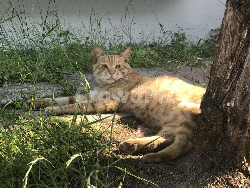 Meow,Lying down,Cheese tabby,kitty,stretch,cheese cat,Korean Shorthair,stray cat,koreanshorthair,street,cat,nose short,animal,anima,Cheese tabby cat,straycat