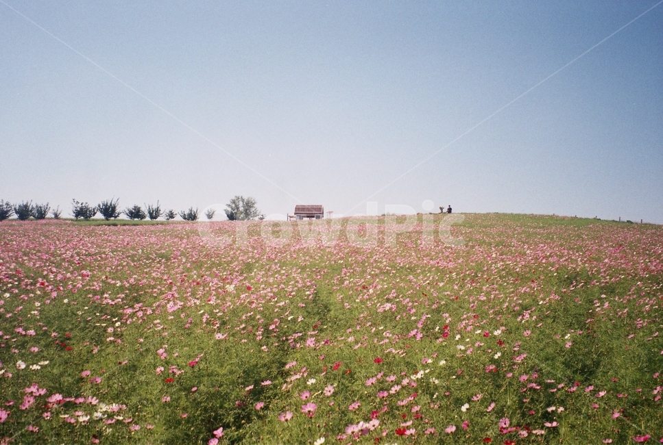 꽃,flower,식물,plant,필름,필름사진,film,나무,tree,nature,자연,outdoors,옥외,숲,공원,park,forest,field,들,들판
