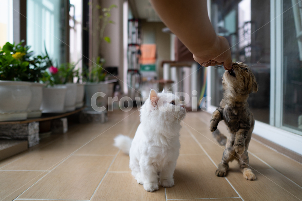 고양이,사료,애완동물,펫,고양이음식,궁금증,동물,animal,포유류,mammal,고양이,cat,kitten,kitty