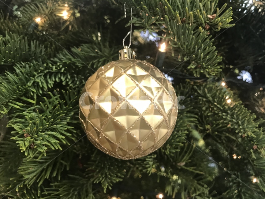 plant,식물,tree,나무,ornament,장식,노란,공,반짝이는,연휴,나무끝,매달림,노란공,merrychristmas,happy,happyholidays,lights,불장식,라이트장식,전나무,winter,겨울