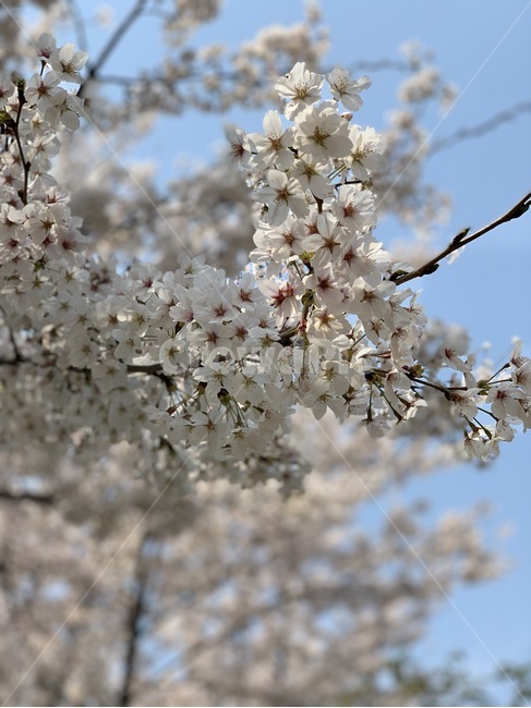 blossom,꽃,벚꽃,cherryblossom,식물