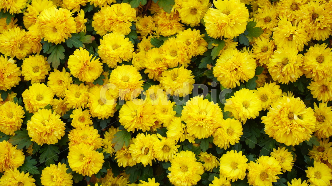 plant,식물,flower,꽃,blossom,식물,자연,plants,nature,꽃,flower