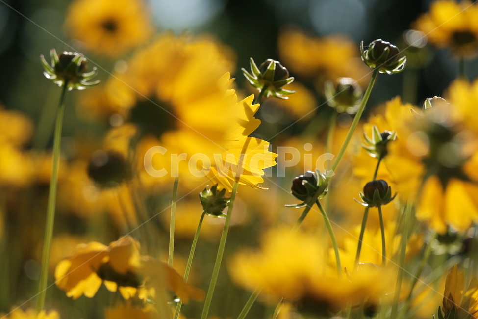 들꽃,꽃,야생화,flower,wildflower,꽃밭