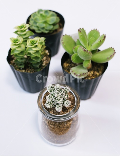 다육이,식물,꽃,초록,힐링,생기,파릇,나무,실내용화초,화분,화초,house plant