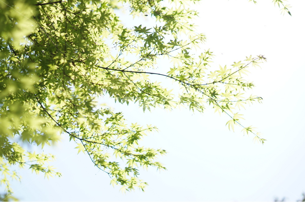 나무,잎사귀,초록,봄,햇살,빛비침,따스함,식물,자연,plants,nature,휴식,힐링,rest,relaxation,healing