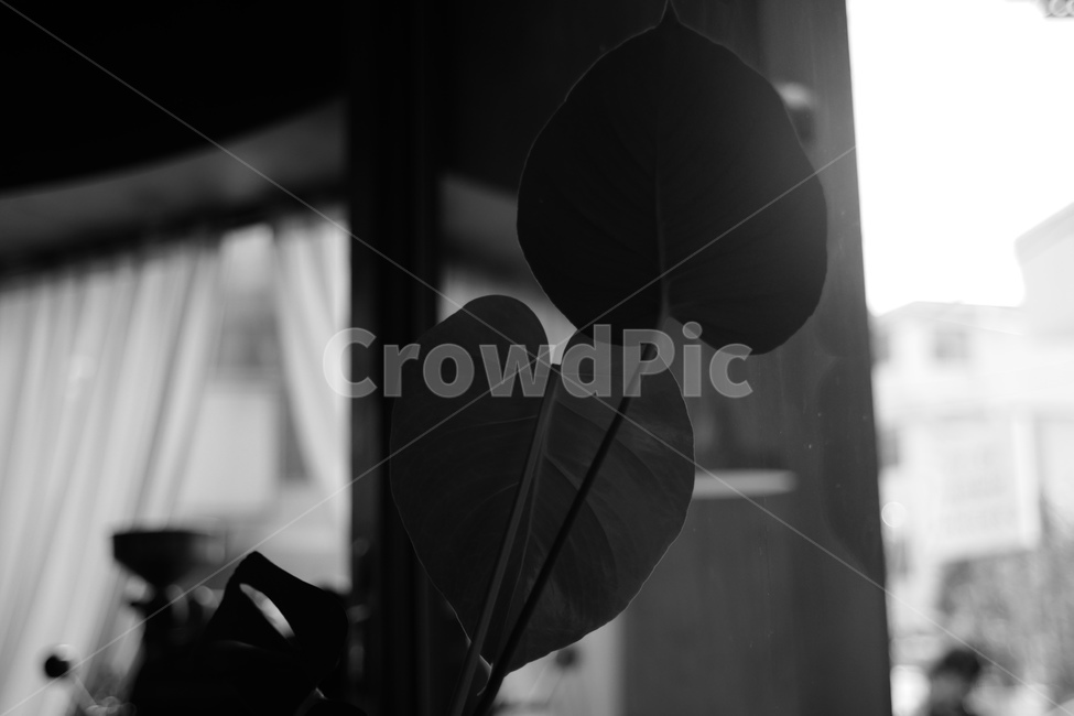 사랑,흑백,하트,love,heart,식물,자연,plants,nature,흑백,모노톤,monochrome,black and white