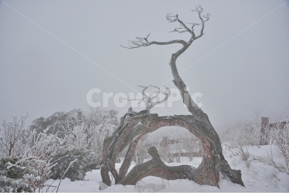 plant,식물,tree,나무,outdoors,옥외,nature,자연,storm,폭풍,blizzard,눈보라,winter,겨울,snow,눈,강원도,태백산,태백산설경,계절,태백산고사목