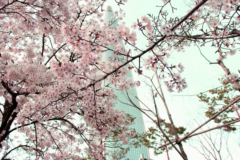 벚꽃,봄꽃,시그니엘,풍경,봄,빌딩,꽃,나무,식물,감성,cherryblossom