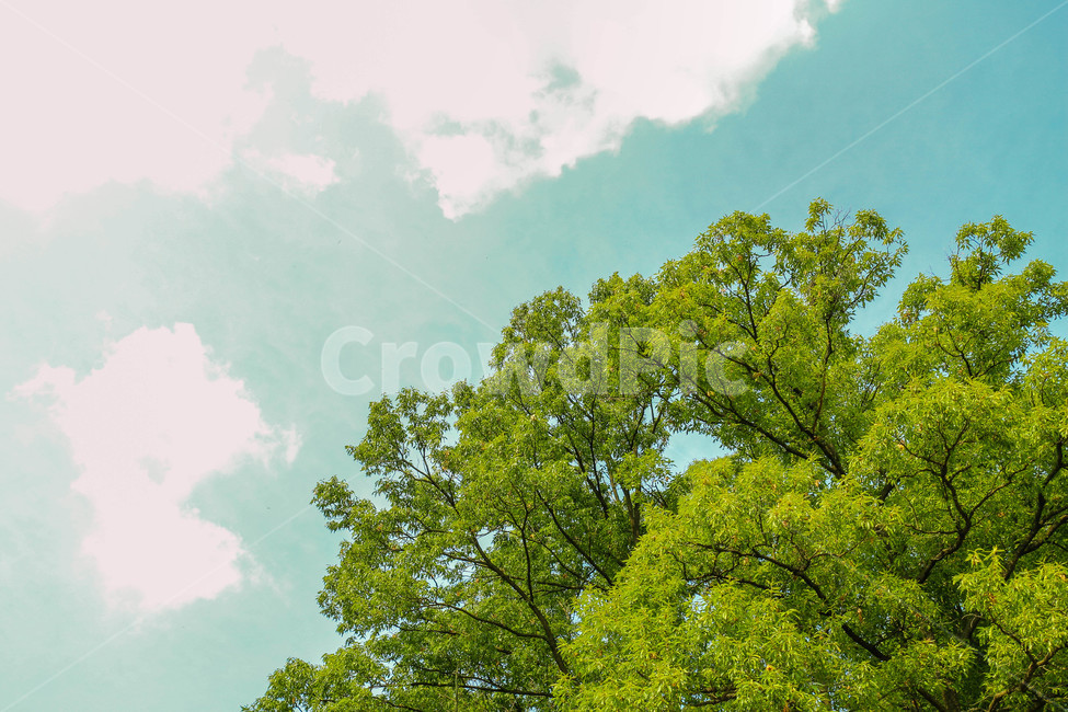 하늘,나무,구름,숲,tree,sky,푸른,자연,풍경,nature,landscape,색깔,색상,색채,색감,color sense,color sensitivity,feeling of color,plant,식물