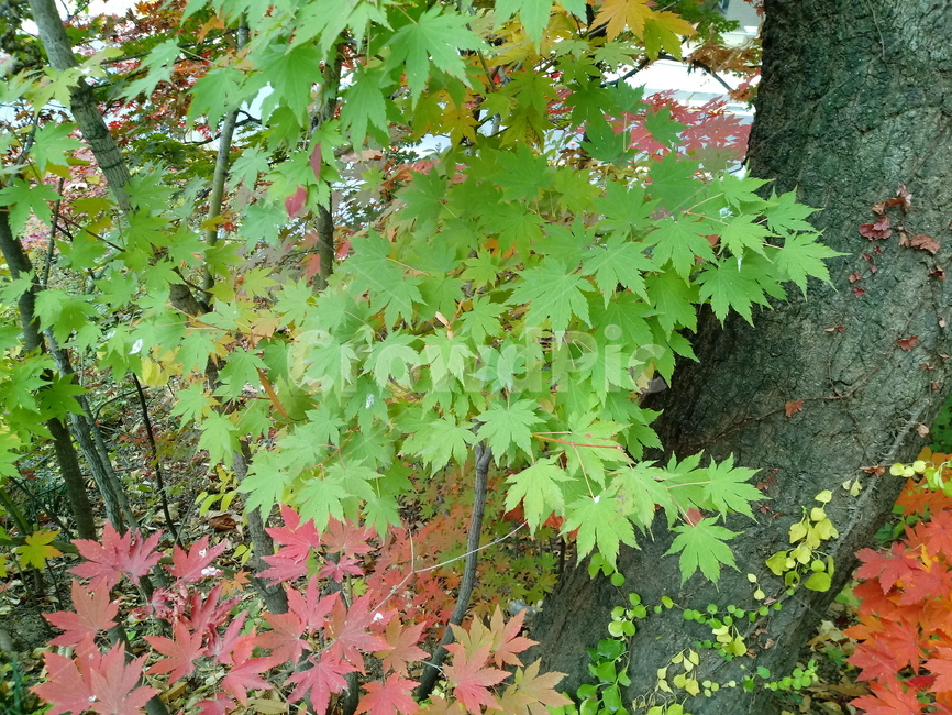 단풍,단풍잎,단풍나무,가을,leaf,잎,plant,식물,tree,나무,계절,fallautumnseason,outdoors,옥외,자연풍경,naturelandscape,낙엽,가을,계절,fall,autumn,season,식물,자연,plants,nature,maple