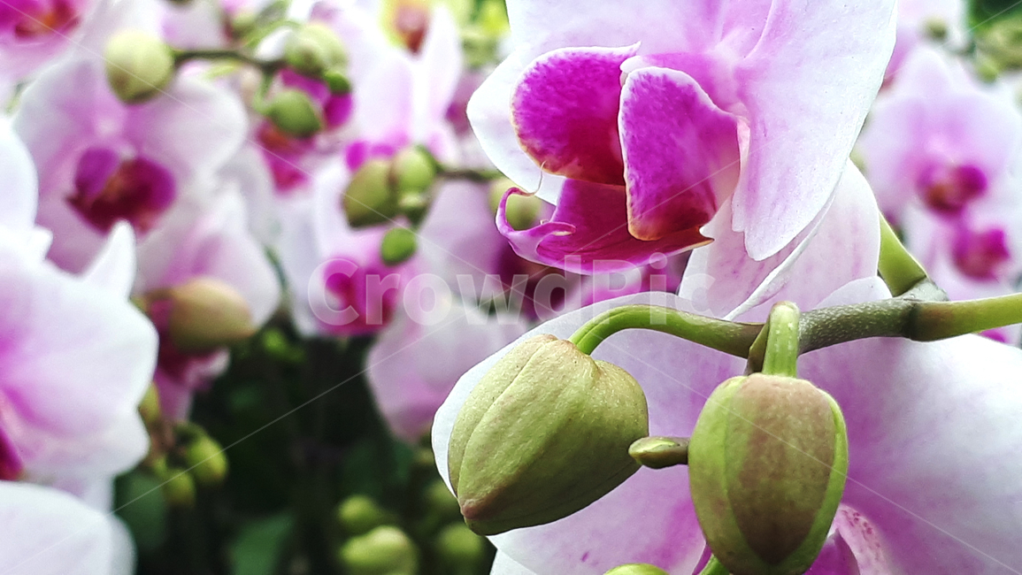 레이,꽃,plant,식물,봄,flower,blossom,식물,자연,plants,nature,꽃,flower