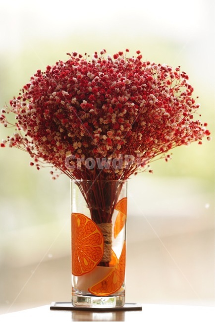 안개꽃,카페,유리컵,장식,멋지다,flower