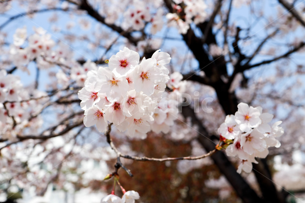 꽃,벚꽃,봄,풍경,나무,plant,식물,blossom,flower