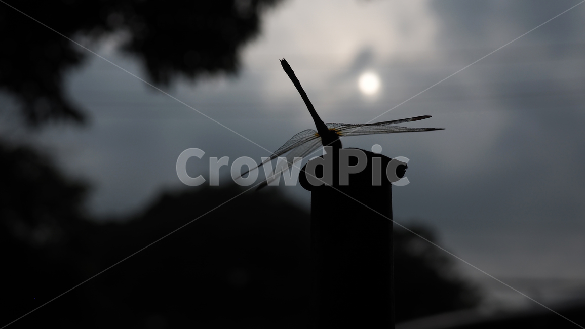 잠자리,곤충,쇠파이프,dragonfly,공원