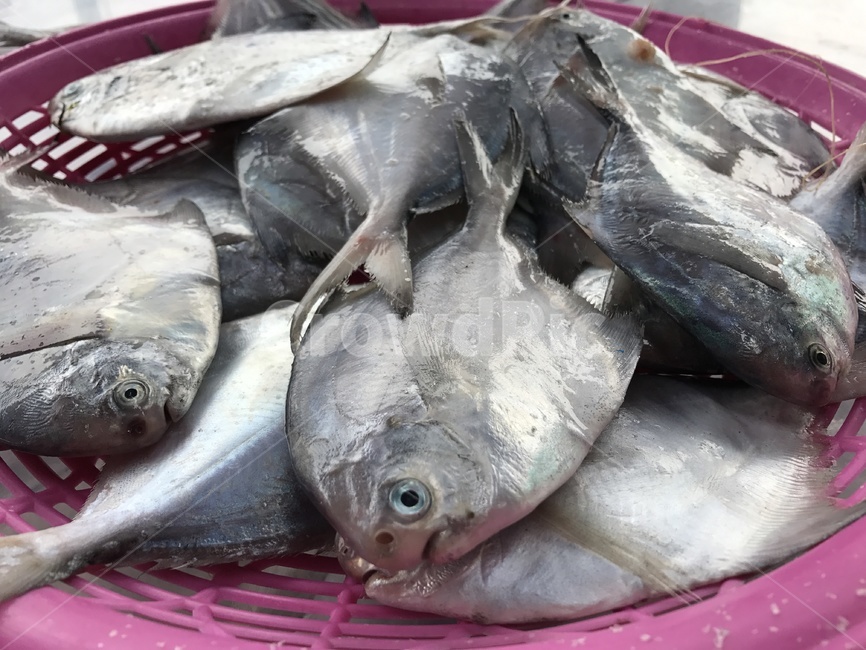 병어,생선,어류,서해안,서해,음식,food