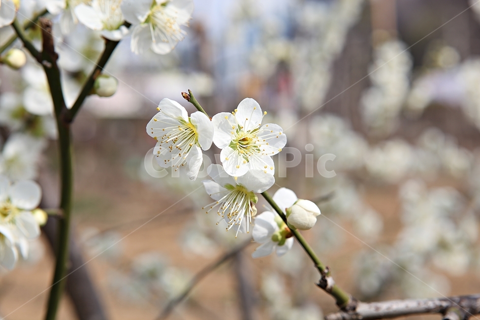 매화꽃,매화,꽃,꽃잎,봄꽃,봄,공원,식물,자연,식물,자연,plants,nature,꽃,flower