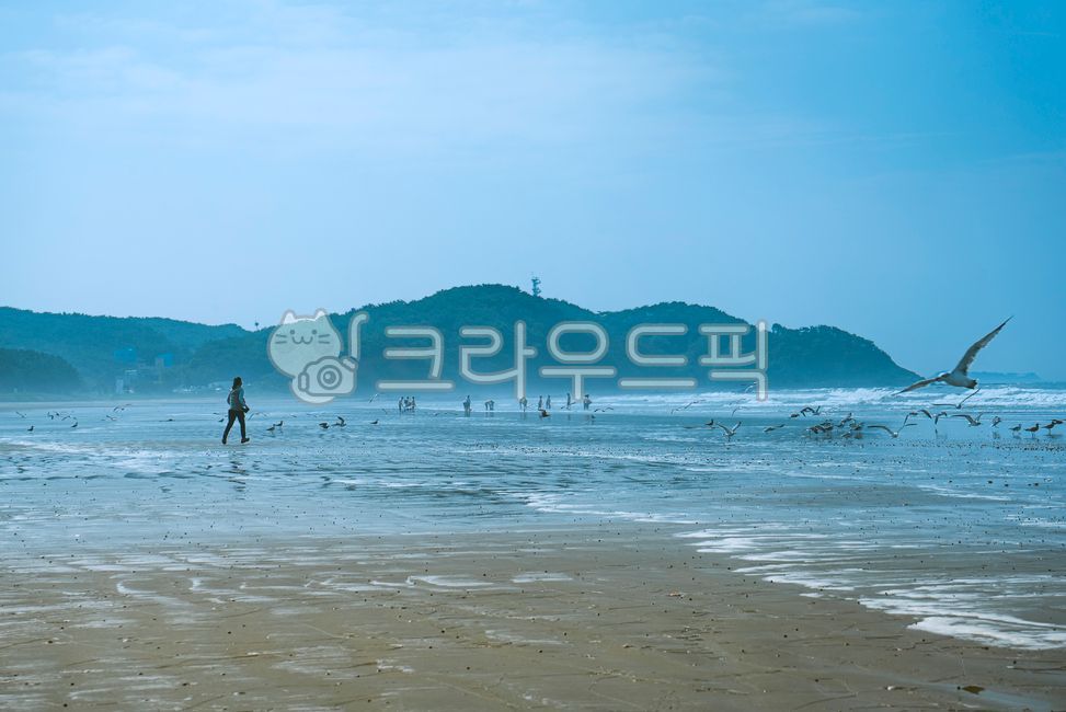 갈매기,바닷가,해변,해수욕장,nature,자연,outdoors,옥외,sea,바다,ocean,water,물,사람