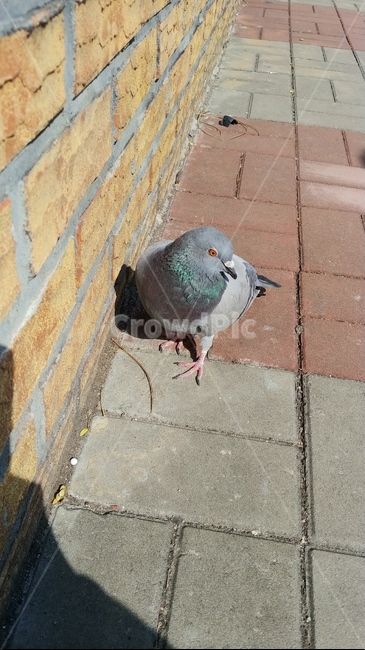 비둘기,새,벽돌,보도블럭,동물,조류,동물,animal,조류,새,birds