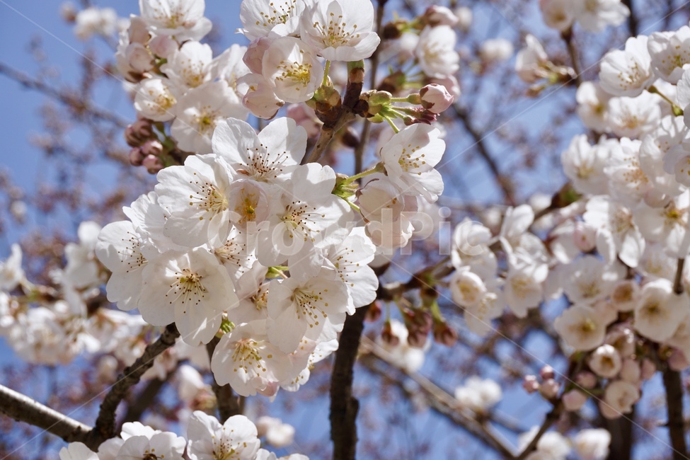 벚꽃,봄,cherryblossoms,꽃,flower,sprig,하늘,sky,나무,벚꽃나무,tree,봄,계절,spring,season,plant,식물,blossom,cherry blossom