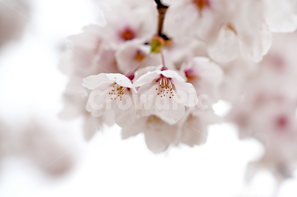 벚꽃,꽃,플라워,봄,봄꽃,flower,흰색,화이트,느낌,감성,접사,계절,나무,식물,생명,생물,봄,계절,spring,season,식물,자연,plants,nature,꽃,flower,plant,blossom
