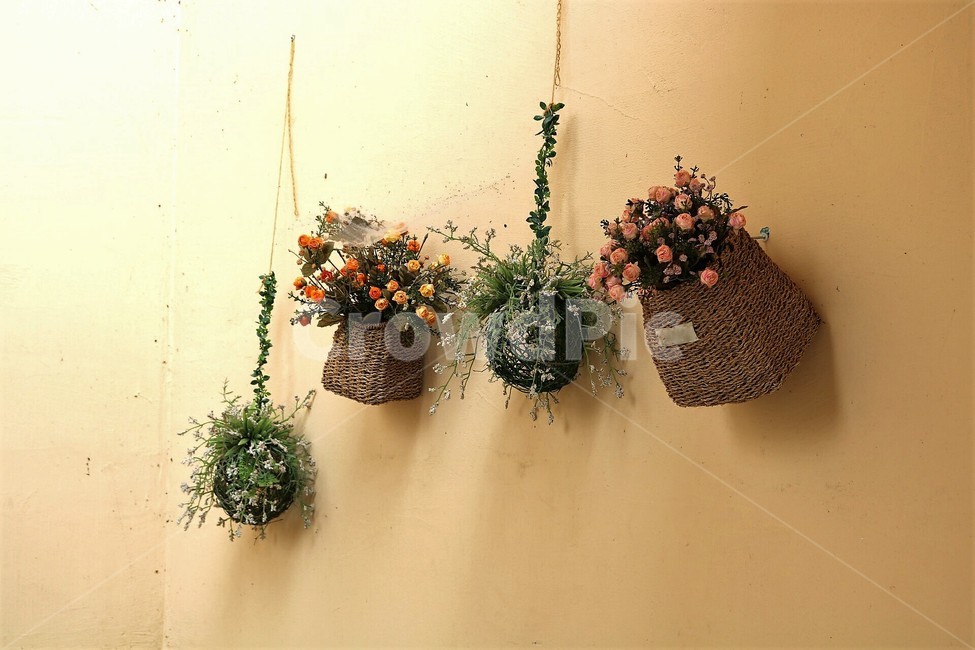 식물,꽃,드라이플라워,행잉플랜트,화분,실내용화초,화분,화초,house plant