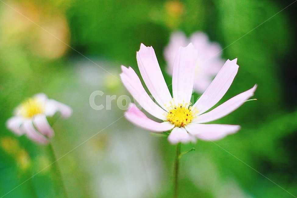 코스모스,꽃,가을,접사,핑크,분홍색,화분,cosmos,pink,out,outoffocus