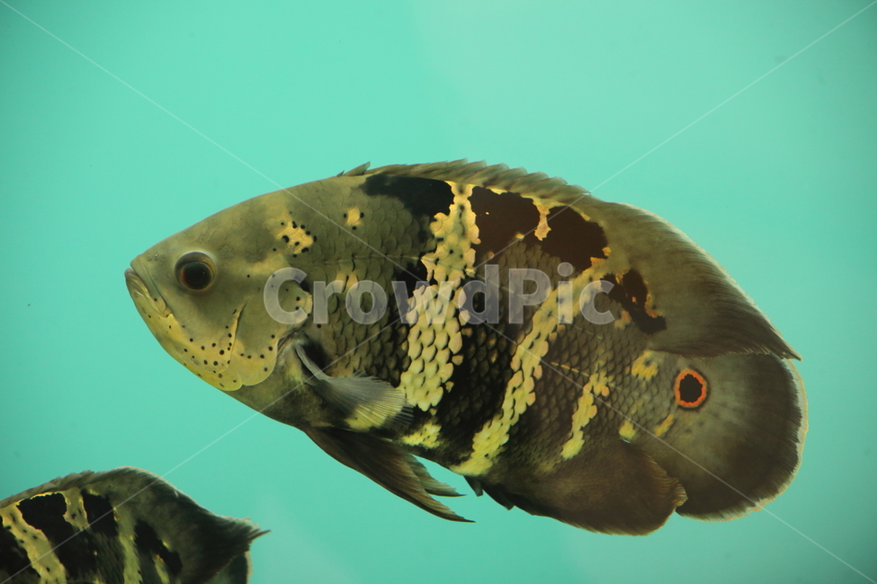 물고기,담수어,열대어,관상어,fish,tropicalfish,오스카,Oscarfish,Astronotusocellatus,Astronotuscrassipinnis,동물,animal,어류,물고기,fish