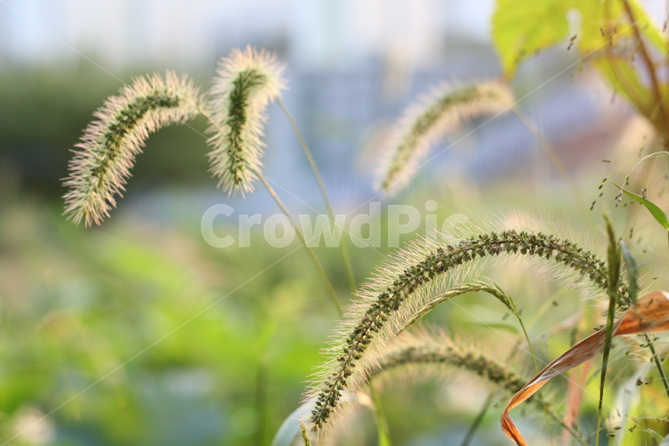 강아지풀,풀,가을,식물,자연,nature,plants,감성,감정,sensible,feeling,emotion,산책,등산,풍경,숲,forest,숲속,식물,자연,plants,nature