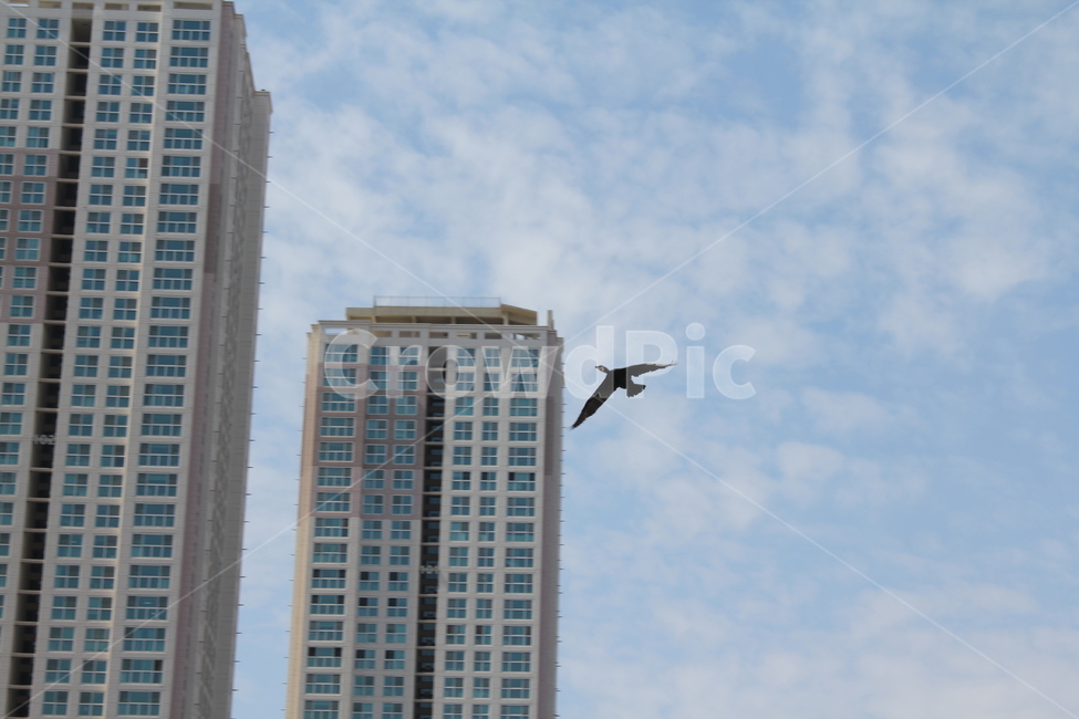 새,조류,건물,하늘,하늘을나는새,도시,풍경,city,landscape,한국도시풍경,한국도시경관,korea cityscape,bird,animal,동물,building,office building,사무실 건물