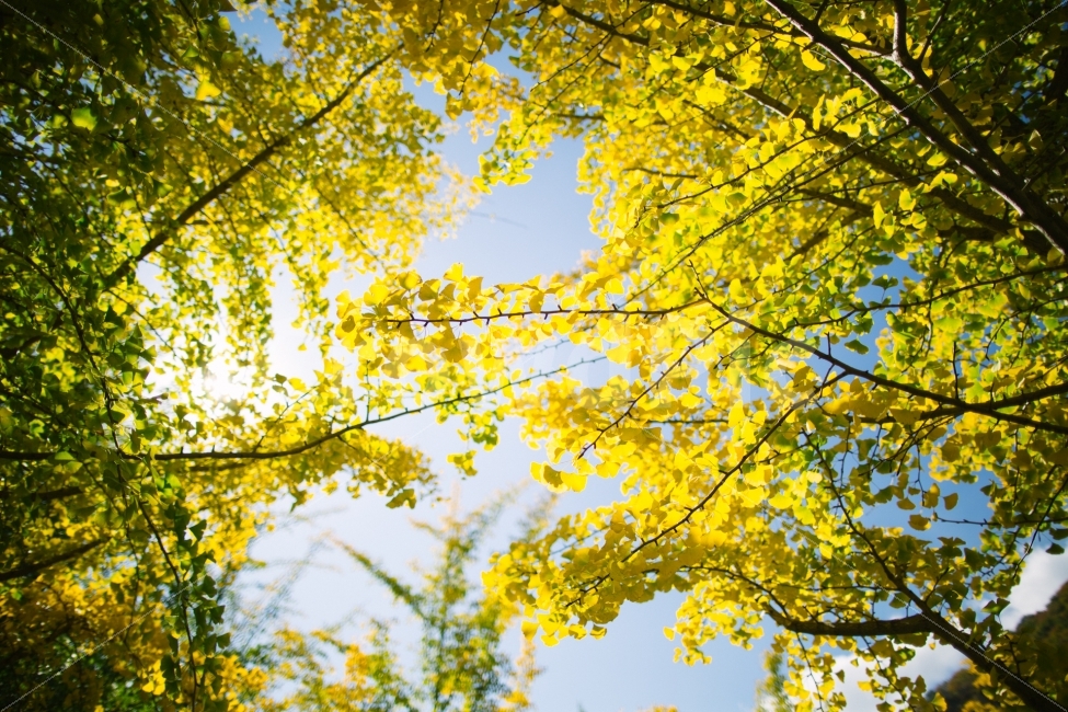 가을,은행나무,단풍,노란색,감성,가을,계절,fall,autumn,season,식물,자연,plants,nature,휴식,힐링,rest,relaxation,healing,leaf,잎,plant,tree,나무