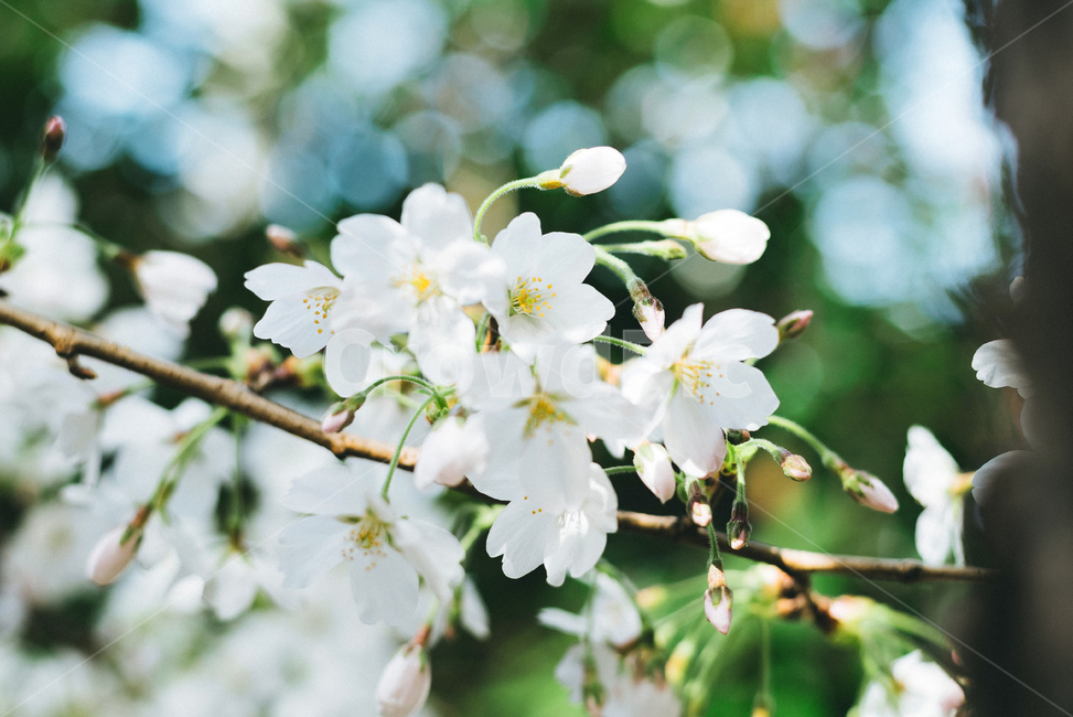 봄,계절,꽃,벚꽃,자연,초록,빛,보케,꽃잎,색감,감성,밝은,따뜻한,spring,season,light,flower,cherryblossom,color,green,nature,식물,자연,plants,nature,꽃,flower,감성,sensible,feeling,색깔,색상,색채,색감,color sense,color sensitivity,feeling of color
