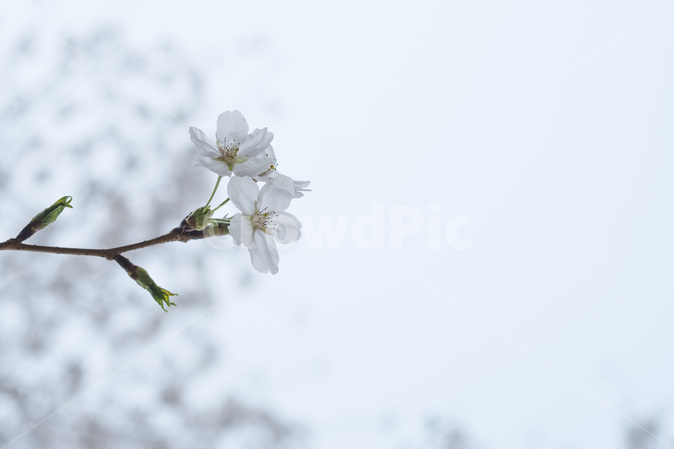 꽃,봄,벚꽃,맑음,flower,cherryblossom,white,spring,plant,식물,봄,계절,spring,season
