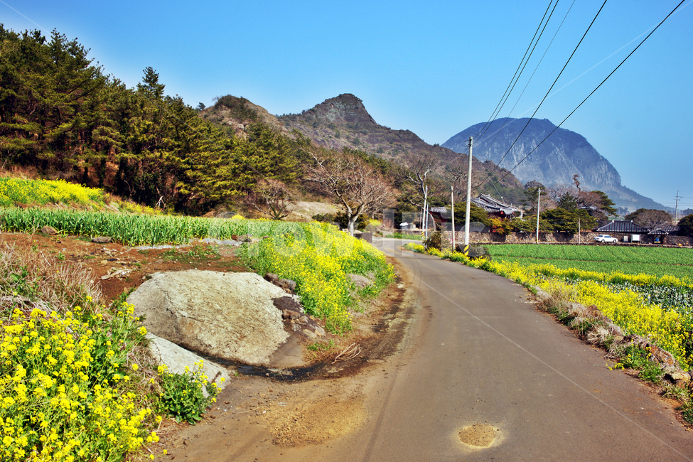 단산,바굼지오름,산방산,도로,유채꽃,제주도,서귀포시,계절,봄,시골,마을,풍경,landscape,country,rural,town