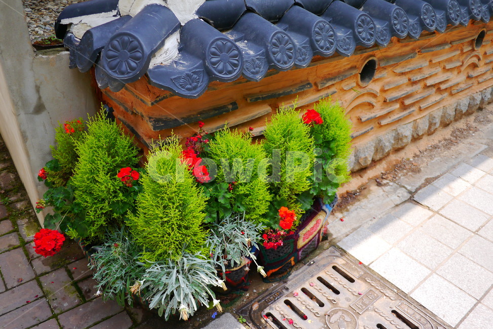 전주,거리,나들이,초록,기와무늬,한국전통,한국문화,korean traditional,korean culture,식물,자연,plants,nature
