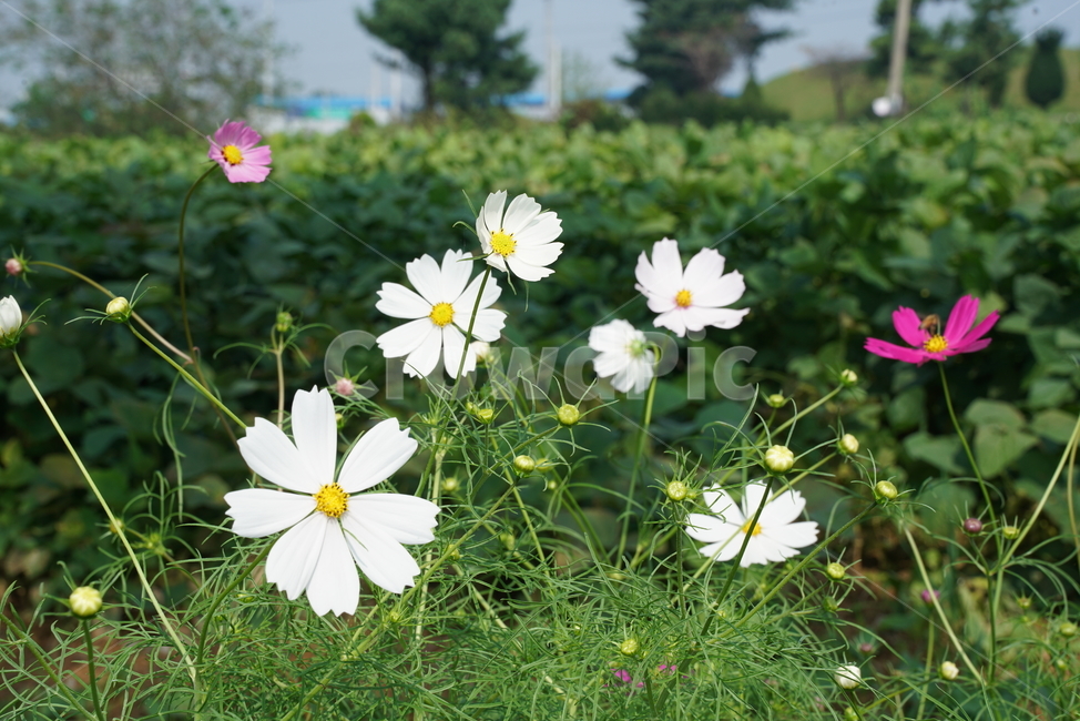 코스모스,cosmos,flower,두상화,국화과,가을,plant,식물,꽃,식물,자연,plants,nature,꽃,flower