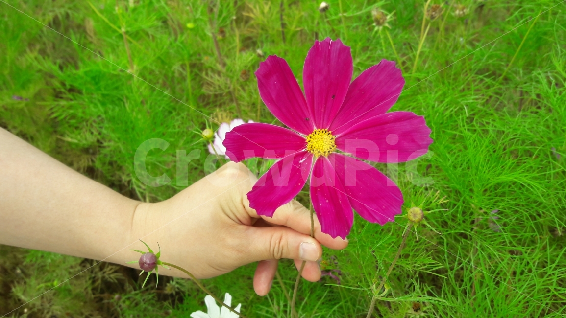 코스모스,배경,가을,손,조화,가을,계절,fall,autumn,season,식물,자연,plants,nature,꽃,flower,사람,인물,인간,human,person,blossom,geranium,제라늄,plant
