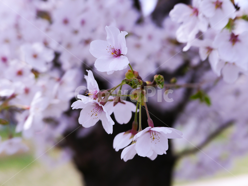blossom,꽃,flower,벚꽃,cherryblossom