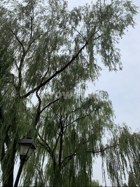 나무,숲,힐링,풍경,하늘
