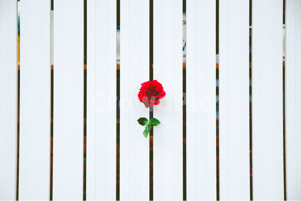 장미,빨강,초록,식물,꽃,여름,여름꽃,하얀색,빨간색,초록색,꽃,flower,감성,sensible,feeling