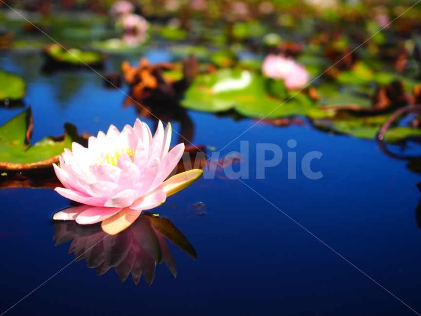 연못,연꽃,함안연꽃단지,꽃,불교,lotus,식물,자연,plants,nature,꽃,flower