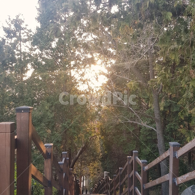 railing,handrail,난간,banister,light,빛,outdoor,옥외,nature,자연,tree,나무,sun,sunlight,sunshine,햇빛