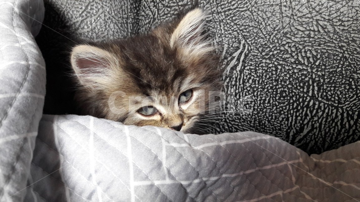 어린고양이,아기고양이,새끼고양이,고양이,페르시안고양이,귀여운고양이,이불속고양이,예쁜고양이,동물,animal,포유류,mammal,고양이,cat,kitten,kitty
